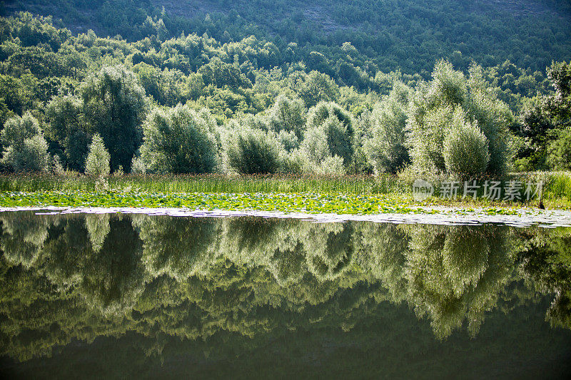 阿尔巴尼亚黑山的Shkodra Lake